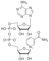β-Nicotinamide adenine dinucleotide, oxidized form, cell cul