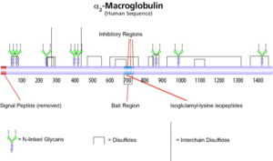 α-2-Macroglobulin, Human