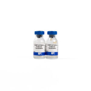 Rabbit Anti-Bovine Transferrin