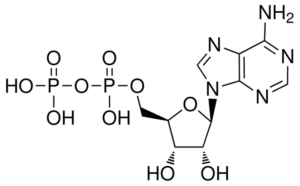 Adenosine-5'-diphosphate