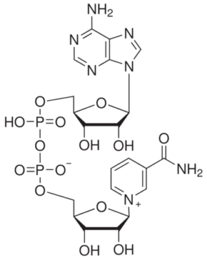 β-Nicotinamide adenine dinucleotide, ≥98%