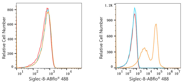 ABflo® 488 Rabbit anti-Human Siglec-8 mAb