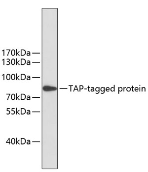 Mouse anti TAP-Tag mAb
