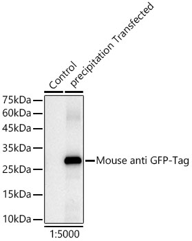 HRP-conjugated Mouse anti GFP-Tag mAb
