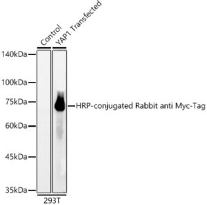 HRP-conjugated Rabbit anti Myc-Tag mAb