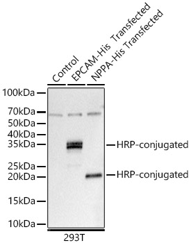 HRP-conjugated Rabbit anti His-Tag mAb