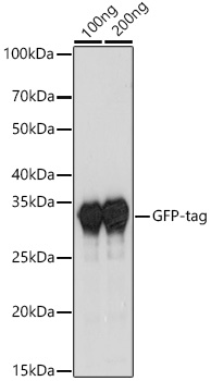 HRP-conjugated Rabbit anti-Camelid VHH antibody