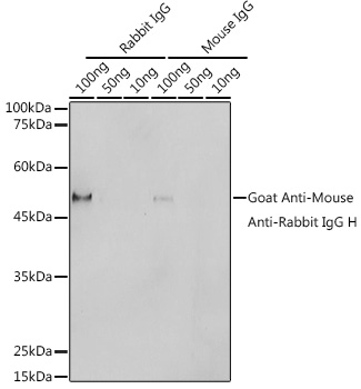 HRP polymer-conjugated Goat Anti-Mouse Anti-Rabbit IgG H