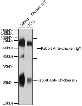 Rabbit Anti-Chicken IgY (H+L)