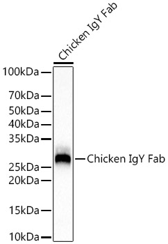Rabbit Anti-Chicken IgY Fab