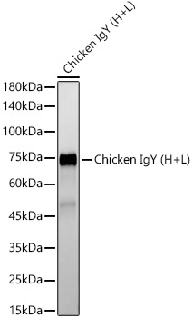 Rabbit Anti-Chicken IgY (H+L)