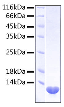 Recombinant Human CXCL5/ENA-70 Protein