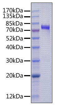 Recombinant Human Cyr61/CCN1 Protein