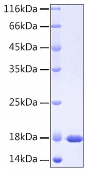 Recombinant Human IL-37/IL-1F7 Protein