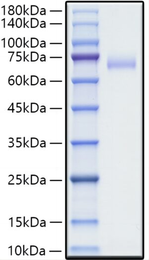 Recombinant Human SLAMF1/CD150 Protein