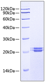Recombinant Human FAM3C Protein
