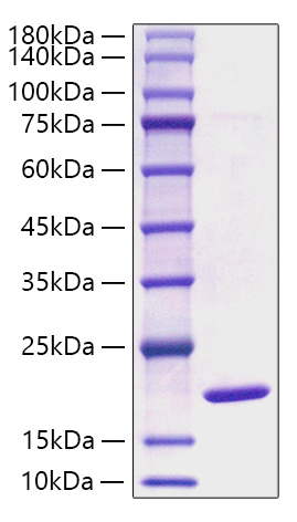 Recombinant Mouse Alpha-Synuclein/SNCA Protein
