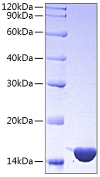 Recombinant Mouse CCL3/MIP-1 alpha Protein