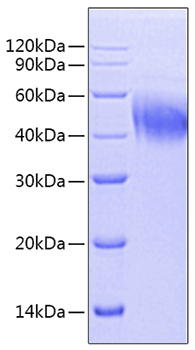 Recombinant Mouse  IFN-alpha 6 Protein