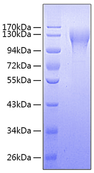 Recombinant Human TACTILE/CD96 Protein