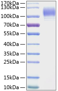 Recombinant Mouse P-Selectin/SELP/CD62P Protein
