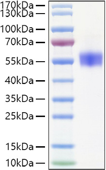 Recombinant Human SIRP-beta 1/CD172b Protein
