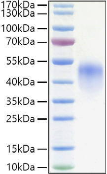 Recombinant Human Fc-gamma RIII alpha/CD16a(F176V) Protein