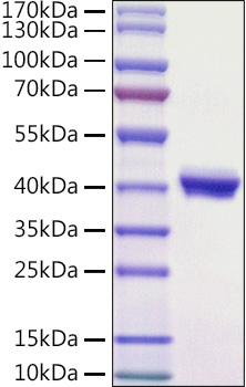 Recombinant Mouse Nectin-4/PVRL4 Protein