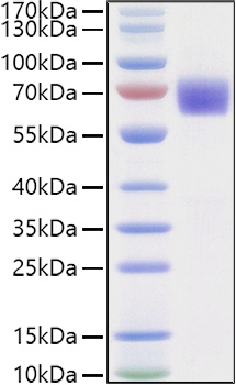 Recombinant Human LILRA6/ILT-8/CD85b Protein