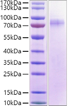Recombinant Human LILRA1/LIR-6/CD85i Protein