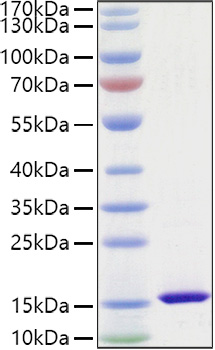 Recombinant Mouse FABP4/A-FABP/ALBP Protein