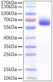 Recombinant Mouse FGFR-1/CD331 Protein