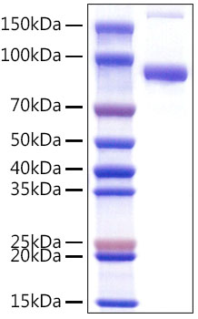 Recombinant Mouse Fc gamma RIIB/FCGR2B/CD32b Protein
