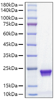 Recombinant Mouse MUP-1 Protein