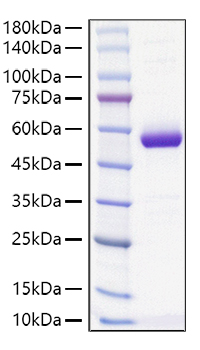 Recombinant Mouse MUP-4 Protein