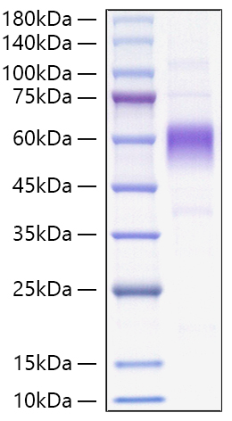 Recombinant Monkeypox virus B16R Protein