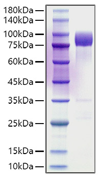 Recombinant Rat DAF/CD55 Protein