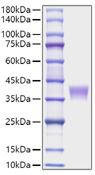 Recombinant Mouse LILRB4/ILT-3/CD85k Protein