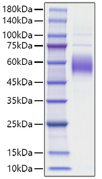 Recombinant Mouse SIRPB1A Protein