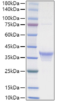 Recombinant Human IL-34 Protein