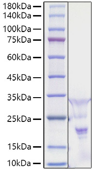 Recombinant Human PDGF-AA Protein