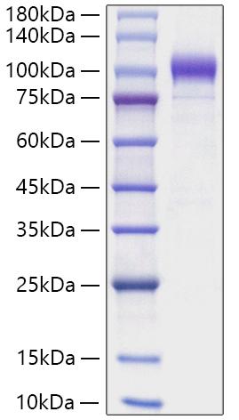 Recombinant Human Semaphorin-6A/SEMA6A Protein