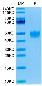 Recombinant Human KIR2DL5/CD158f1 Protein