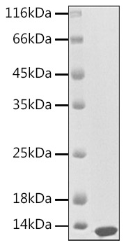Recombinant Human CXCL13/BLC Protein