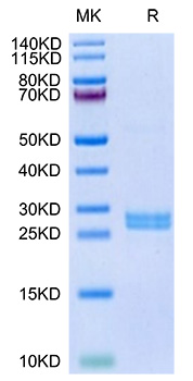 Recombinant Mouse Hepcidin/HAMP Protein