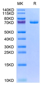 Recombinant Human GAS-6 Protein