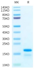Recombinant Human Histone H2A Protein