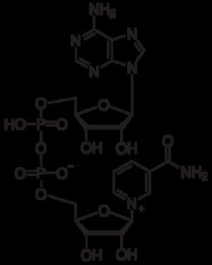 beta-Nicotinamide Adenine Dinucleotide, Oxidized, Free Acid
