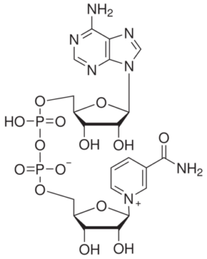 beta-Nicotinamide Adenine Dinucleotide, Oxidized, Free Acid