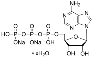Adenosine-5'-triphosphate, disodium salt, hydrate